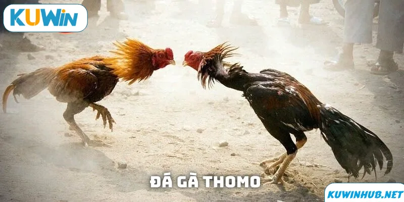 Lưu ý khi chơi đá gà Thomo