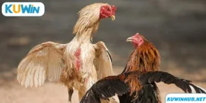 Đá Gà Cựa Dao Cùng KUWIN Rinh Ngay Phần Thưởng Khủng