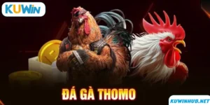 Đá Gà Thomo - Trải Nghiệm Tuyệt Vời Cùng Với KUWIN