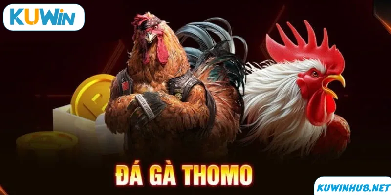 Đá Gà Thomo - Trải Nghiệm Tuyệt Vời Cùng Với KUWIN