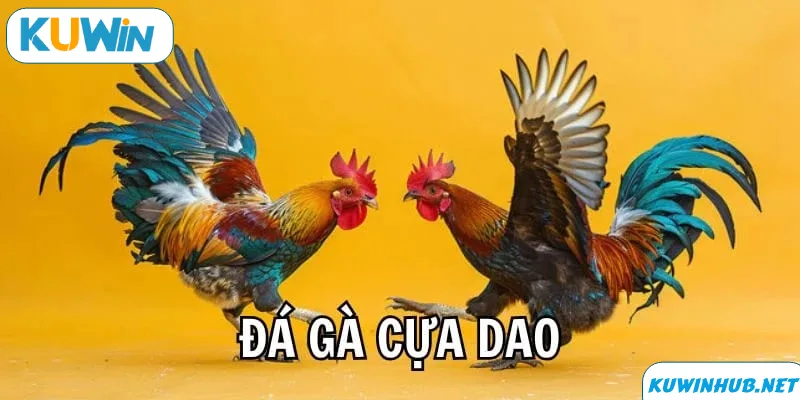 Kinh nghiệm chơi đá gà cựa dao