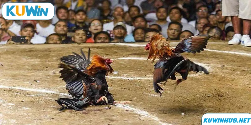 Luật chơi đá gà Thomo