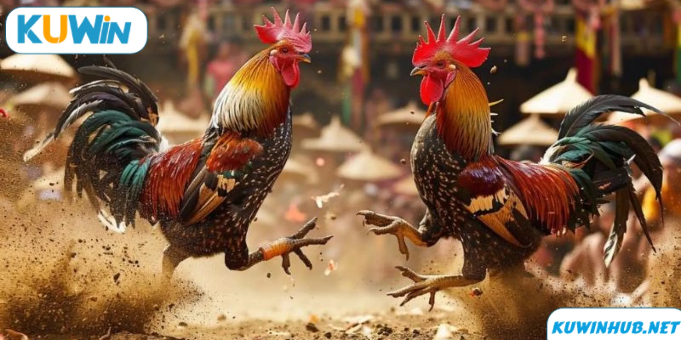 Đơn vị phát hành đá gà KUWIN